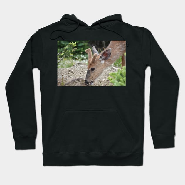 Wild black-tailed deer Hoodie by SDym Photography